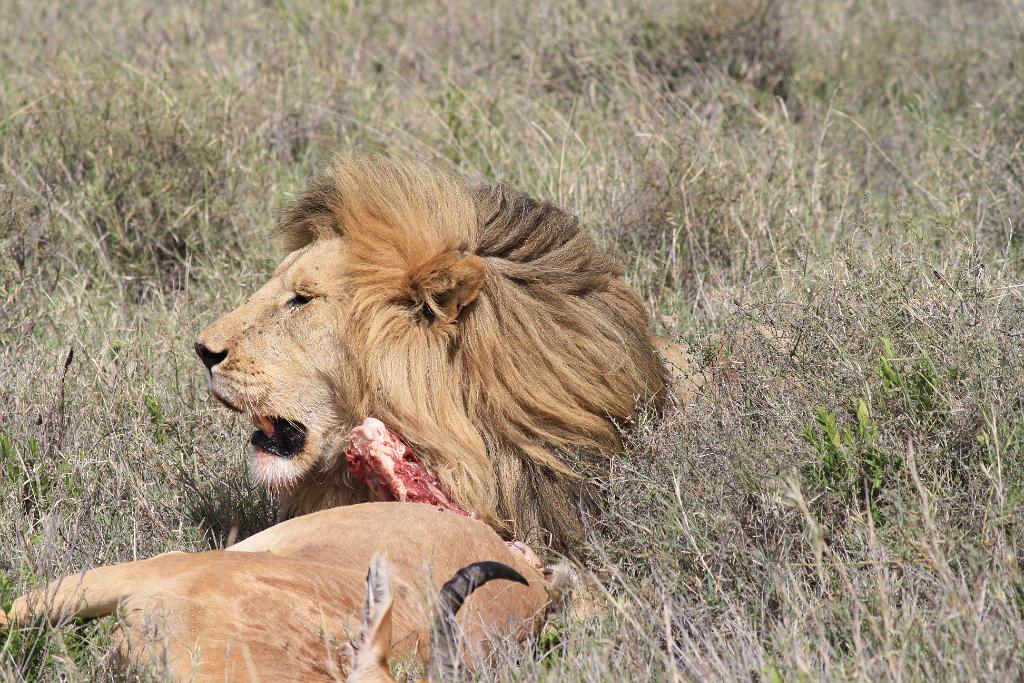 Lion and hartebeest kill, Serengeti 0215