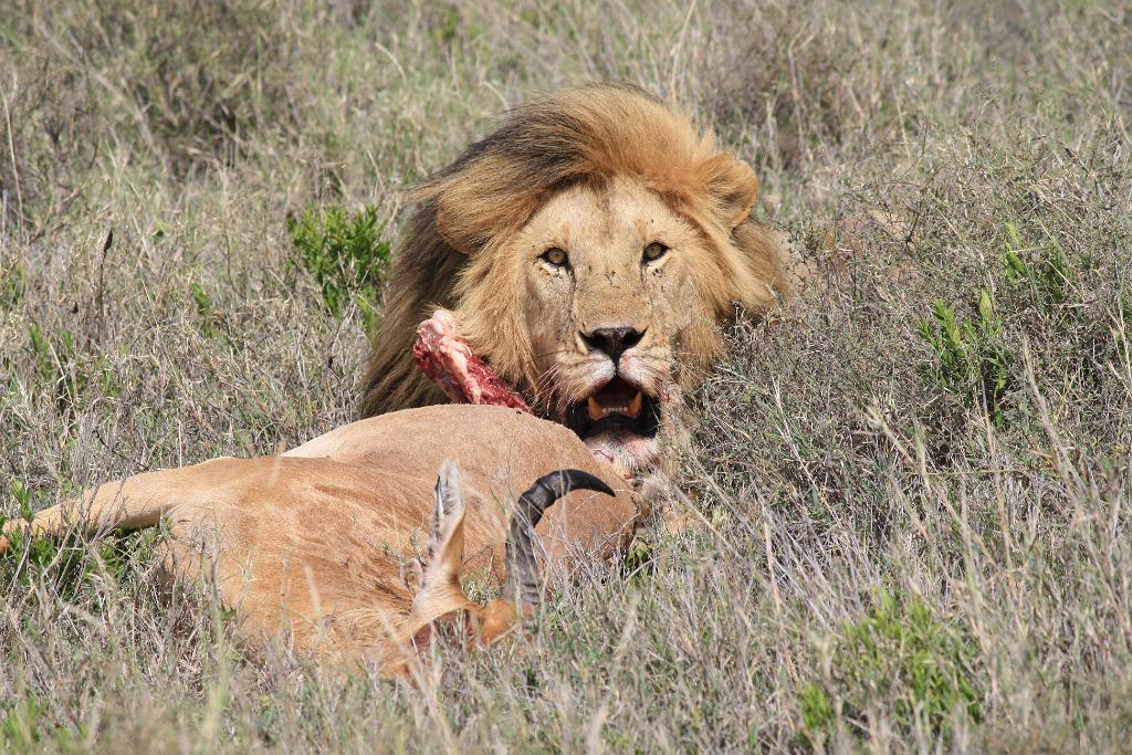 Lion and hartebeest kill, Serengeti 0217