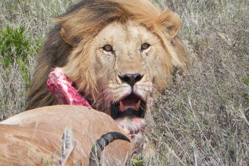 Lion and hartebeest kill, Serengeti 0219