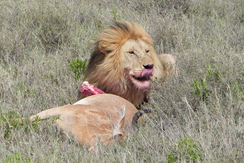 Lion and hartebeest kill, Serengeti 0221