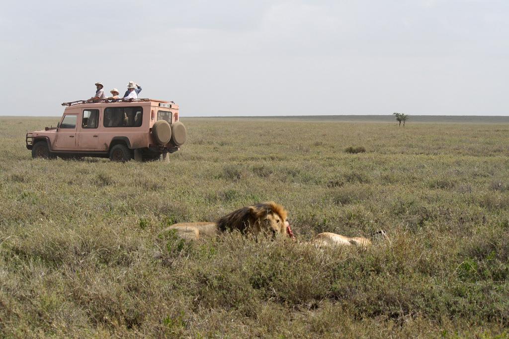 Lion and hartebeest kill, Serengeti 0223