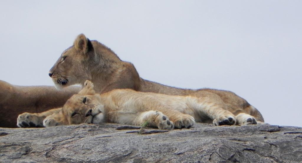 Lion pride on kopje, Serengeti 0227