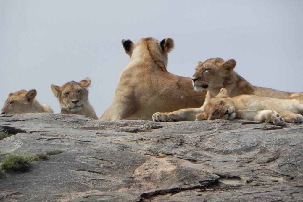 Lion pride on kopje, Serengeti 0229
