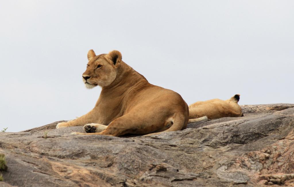Lion pride on kopje, Serengeti 0233