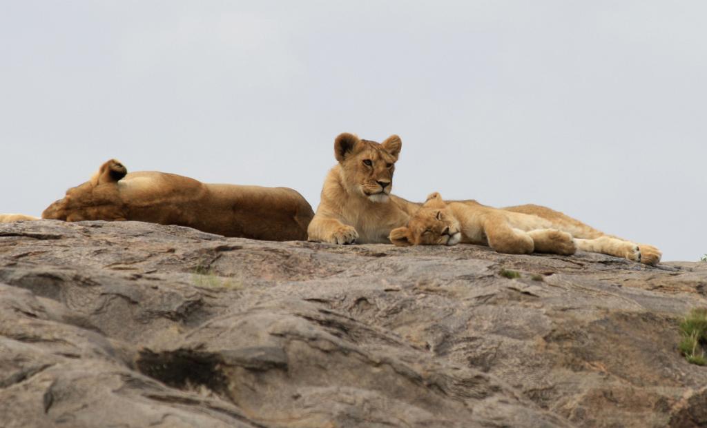 Lion pride on kopje, Serengeti 0235