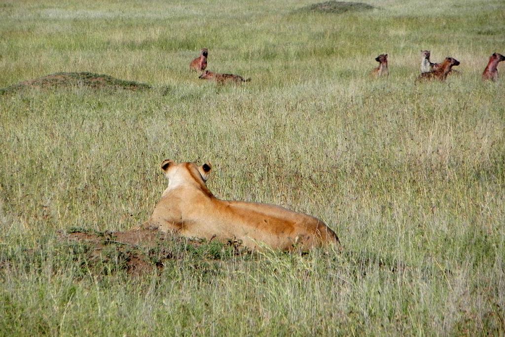 Lion, Hyenas, Serengeti, Tanzania  0183