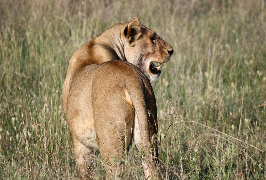 Lion, Hyenas, Serengeti, Tanzania 0177