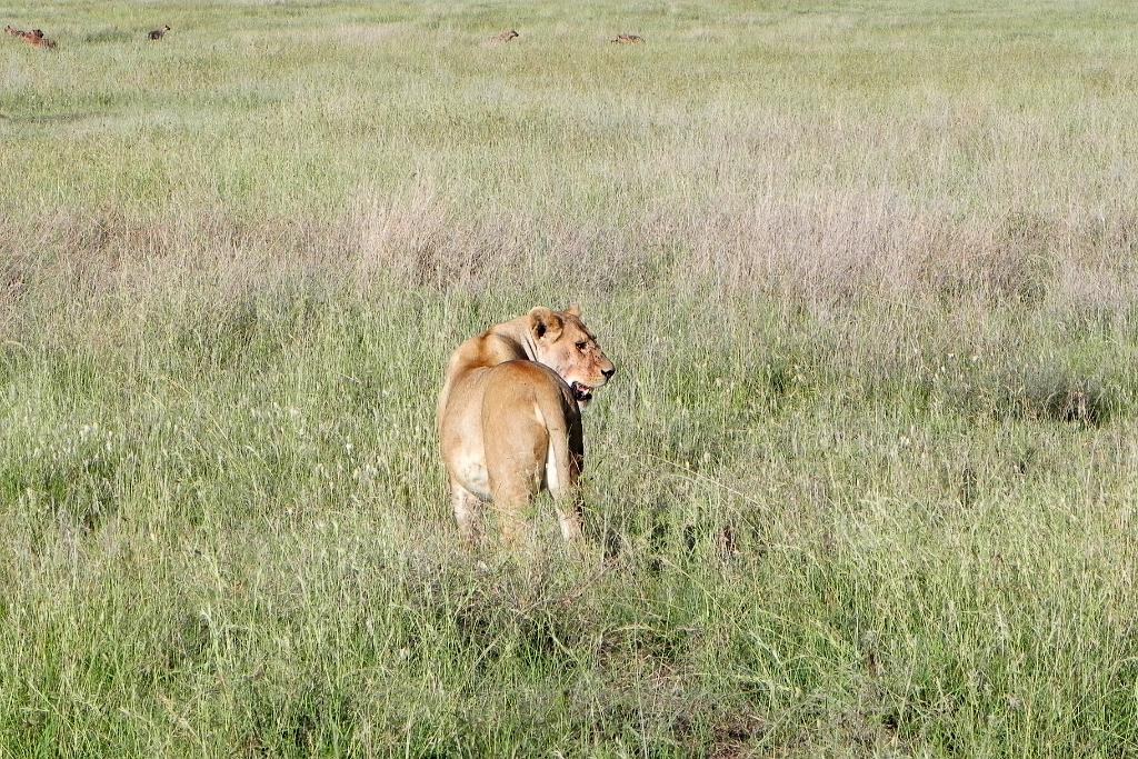 Lion, Hyenas, Serengeti, Tanzania 0179