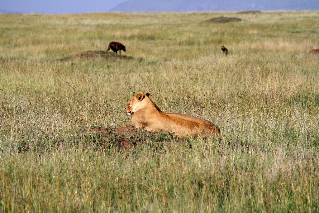 Lion, Hyenas, Serengeti, Tanzania 0181