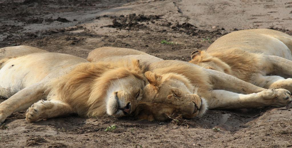 Lions, Serengeti, Tanzania 0037