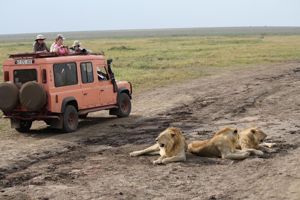 Lions, Serengeti, Tanzania 0039
