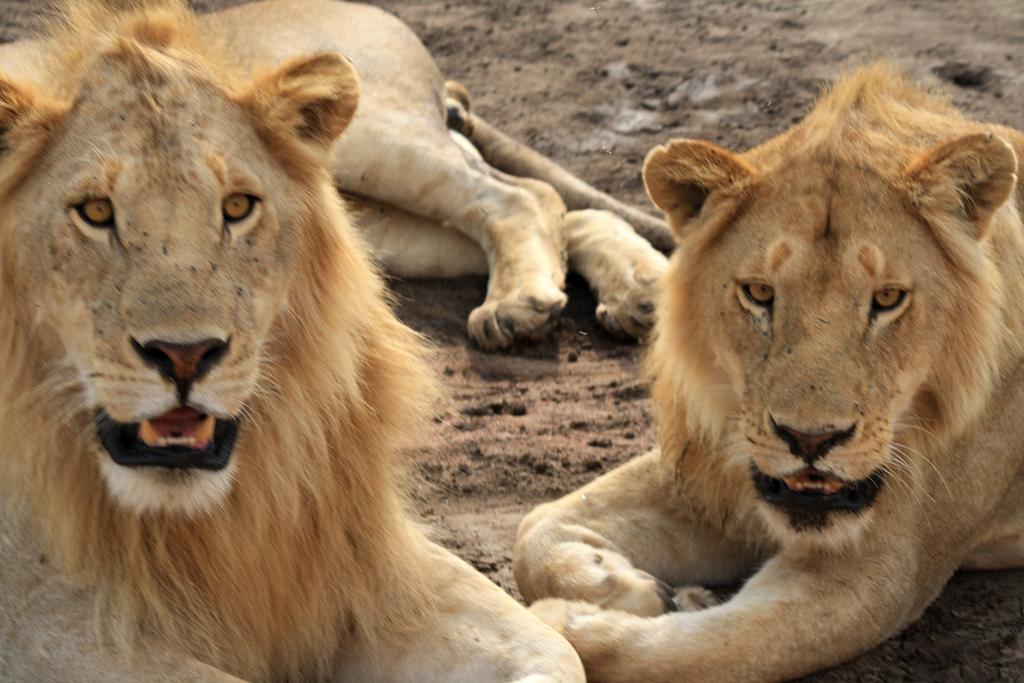 Lions, Serengeti, Tanzania 0043