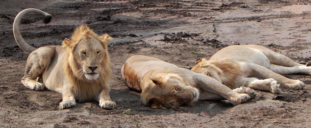 Lions, Serengeti, Tanzania 0045