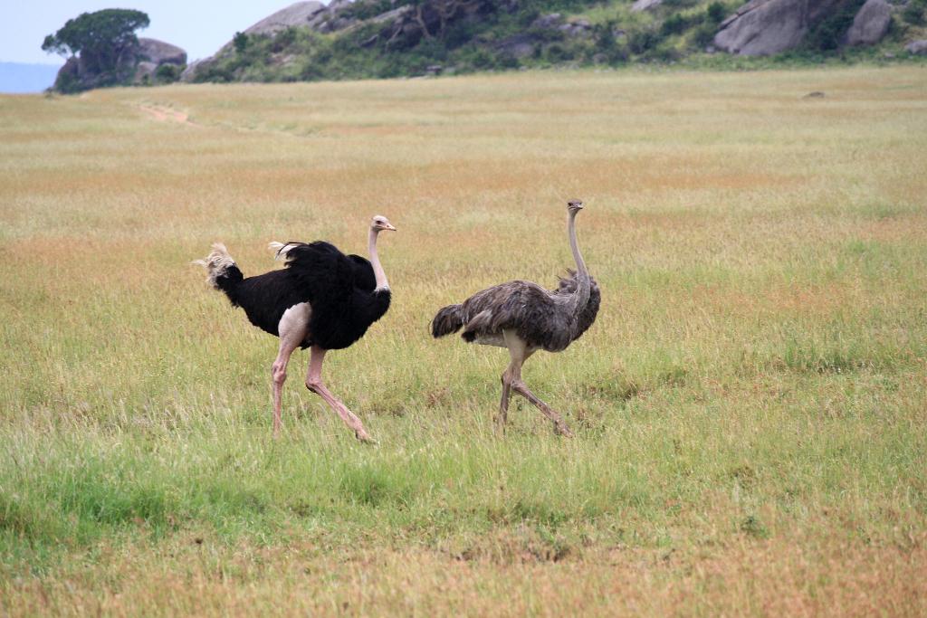 Ostrich mating, Serengeti, Tanzania 0327