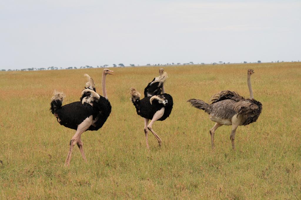 Ostriches, Serengeti, Tanzania 0330
