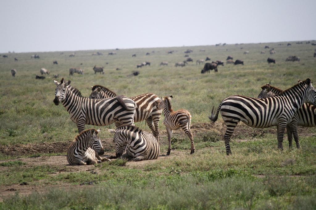 Serengeti, Tanzania 0015
