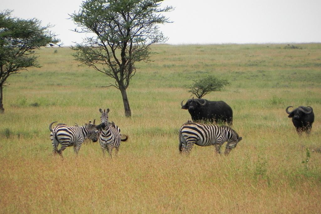 Serengeti, Tanzania 0113