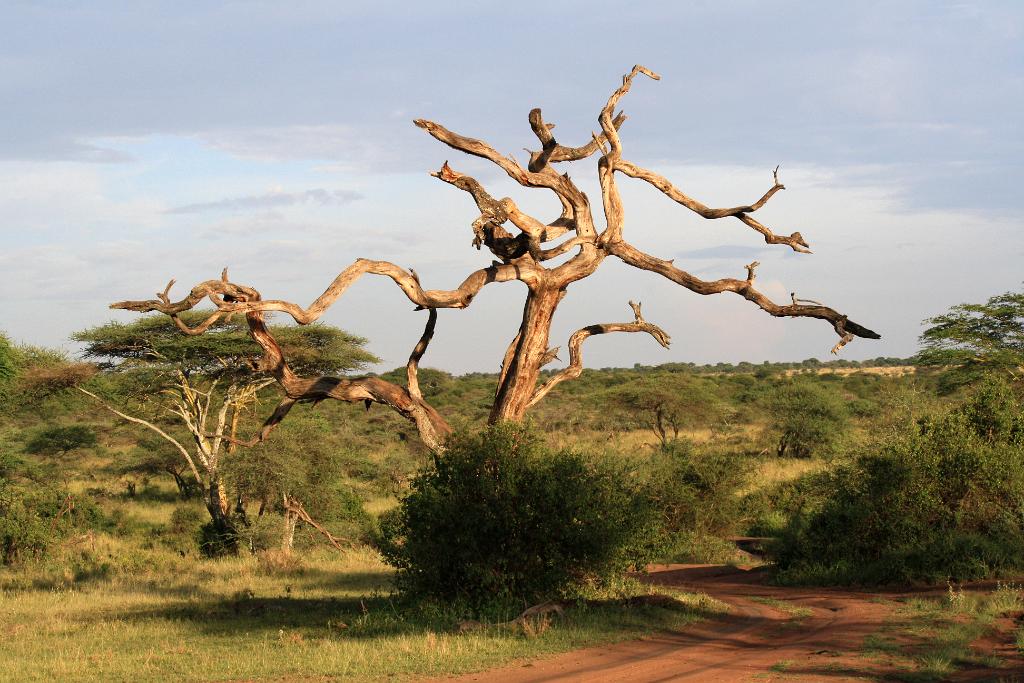 Serengeti, Tanzania 0167