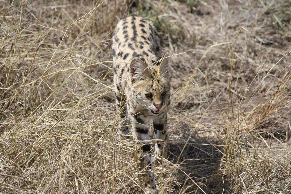 Serval, Serengeti