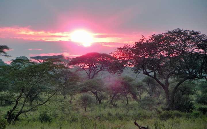 Sunrise, Serengeti, Tanzania 0099
