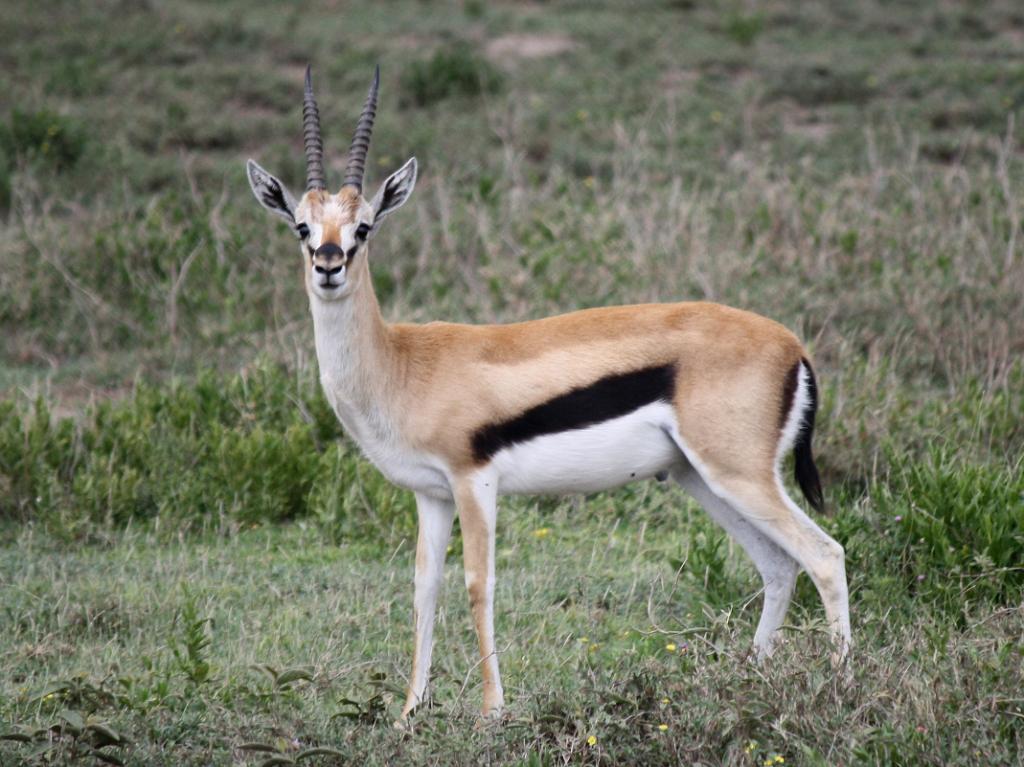 Thompson's gazelle, Serengeti, Tanzania 0197
