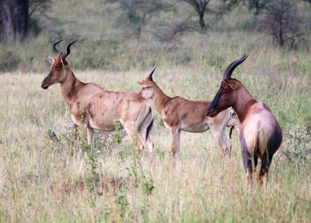 Topi, Hartebeest, Serengeti 0127