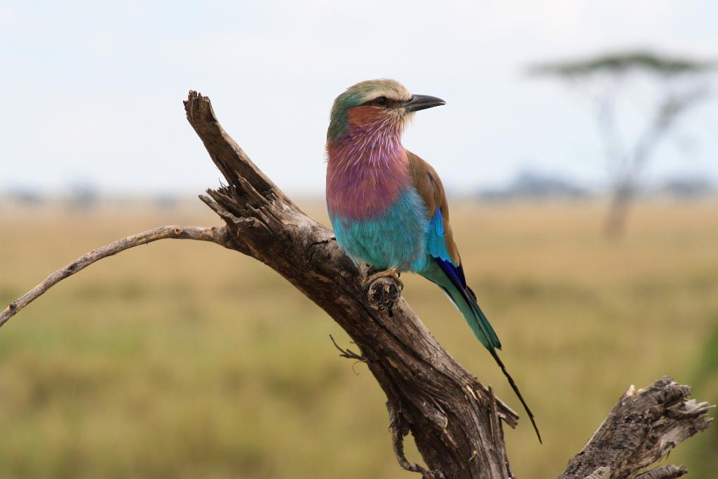 Velvet-breasted Roller, Serengeti, Tanzania 0347