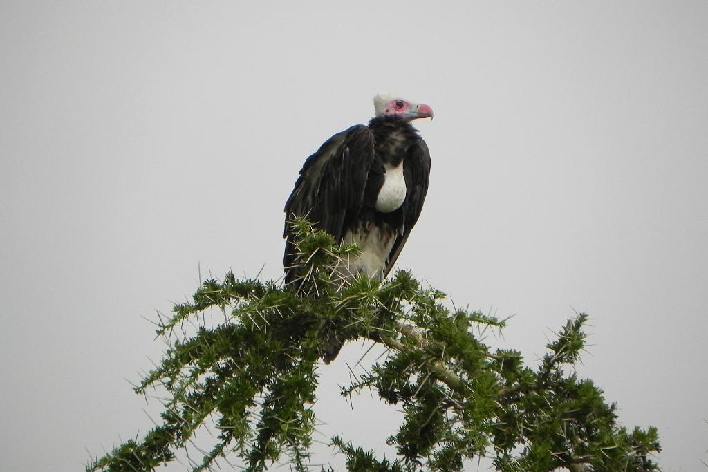 Vulture, Serengeti, Tanzania 0359