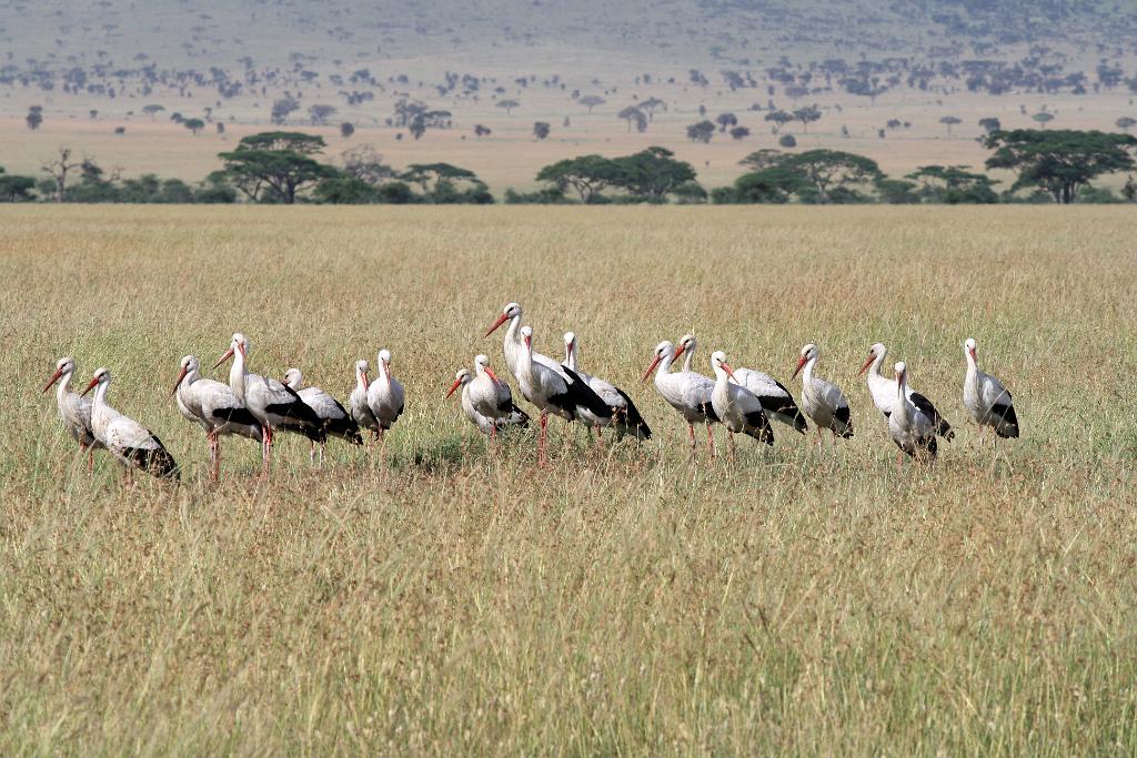 White storks, Serengeti, Tanzania 0375