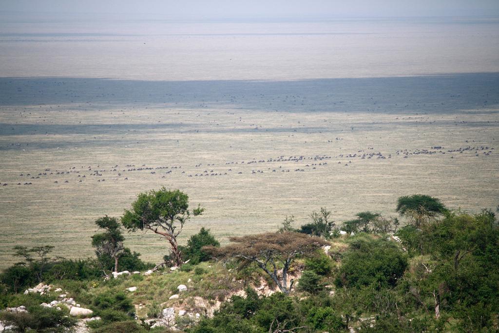 Wildebeest migration, Nabi Gate 0029
