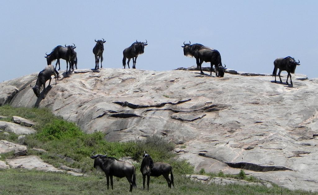 Wildebeest, Serengeti 0281