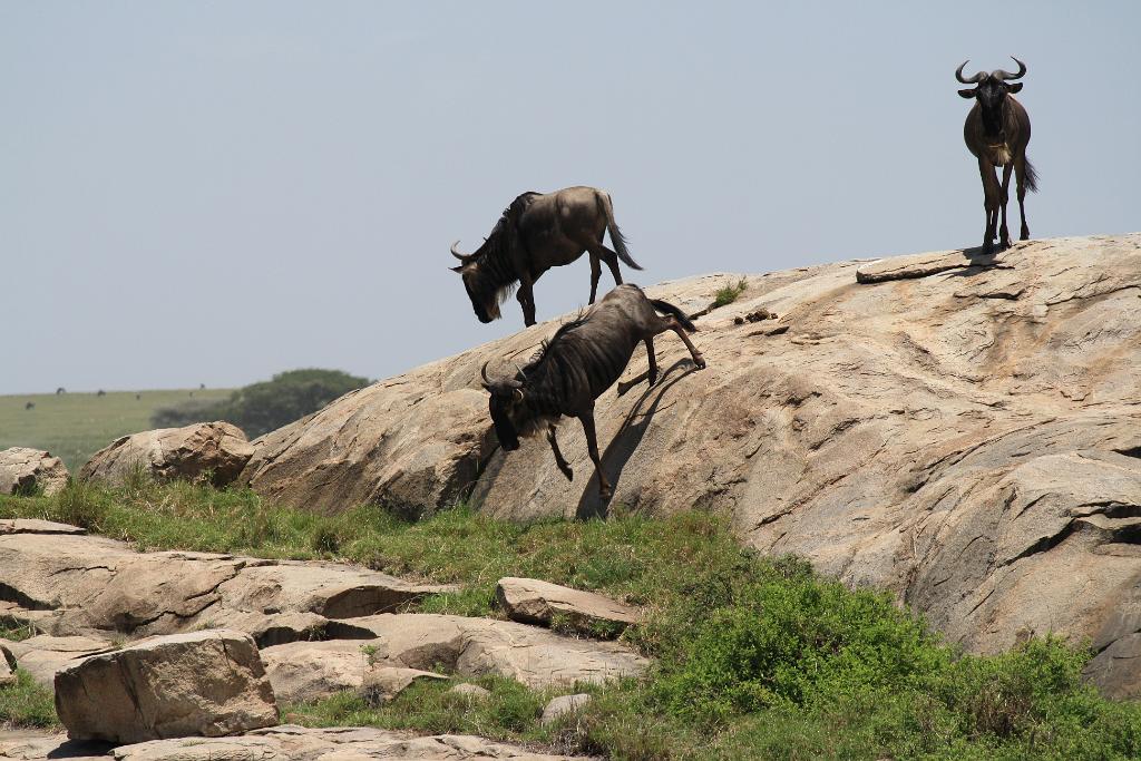 Wildebeest, Serengeti 0283