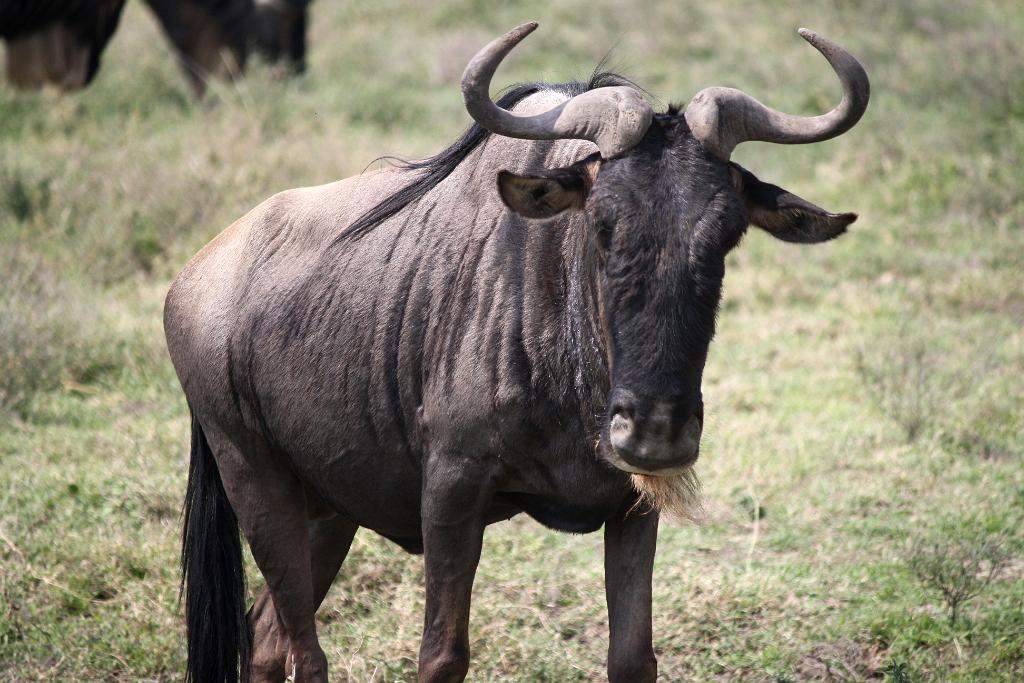 Wildebeest, Serengeti, Tanzania i0009