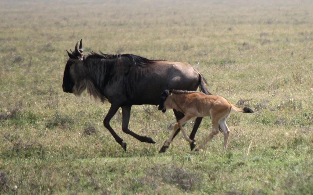 Wildebeest, Serengeti, Tanzania