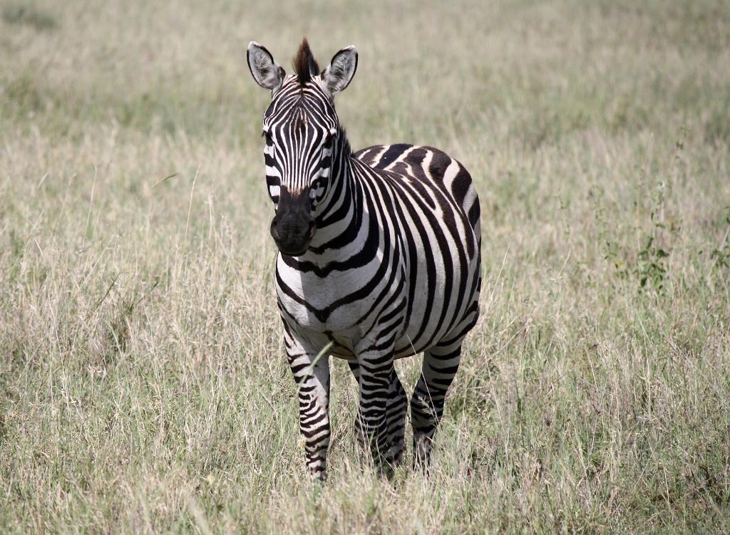 Zebra, Serengeti 0287