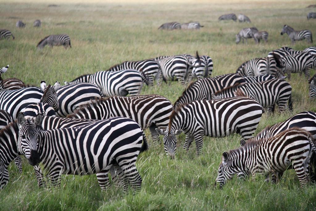 Zebras, Serengeti, Tanzania 0033