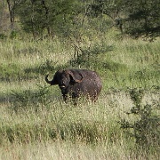 Cape buffalo, Serengeti, Tanzania  0115.jpg