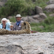 Cheetah, Serengeti, Tanzania 0239.jpg