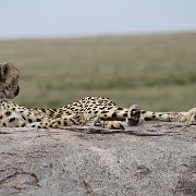 Cheetah, Serengeti, Tanzania 0241.jpg