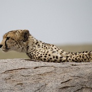 Cheetah, Serengeti, Tanzania 0245.jpg