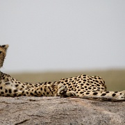 Cheetah, Serengeti, Tanzania 0247.jpg