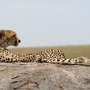 Cheetah, Serengeti, Tanzania 0249.jpg