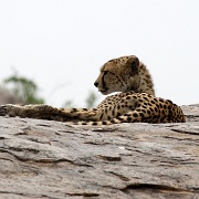 Cheetah, Serengeti, Tanzania 0257.jpg
