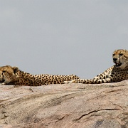 Cheetah, Serengeti, Tanzania 0261.jpg