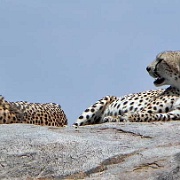 Cheetah, Serengeti, Tanzania 0271.jpg