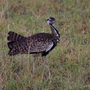 Cory bustard, Serengeti, Tanzania 0369.jpg