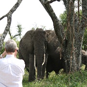 Elephant, Nabi Gate, Serengeti 0023.jpg