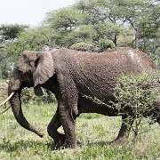 Elephant, Nabi Gate, Serengeti 0025.jpg