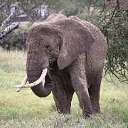 Elephant, Nabi Gate, Serengeti 0295.jpg