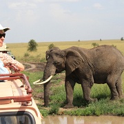 Elephant, Serengeti, Tanzania 0299.jpg